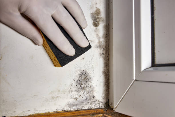 Best Post-Construction Mold Inspection  in Stonewood, WV